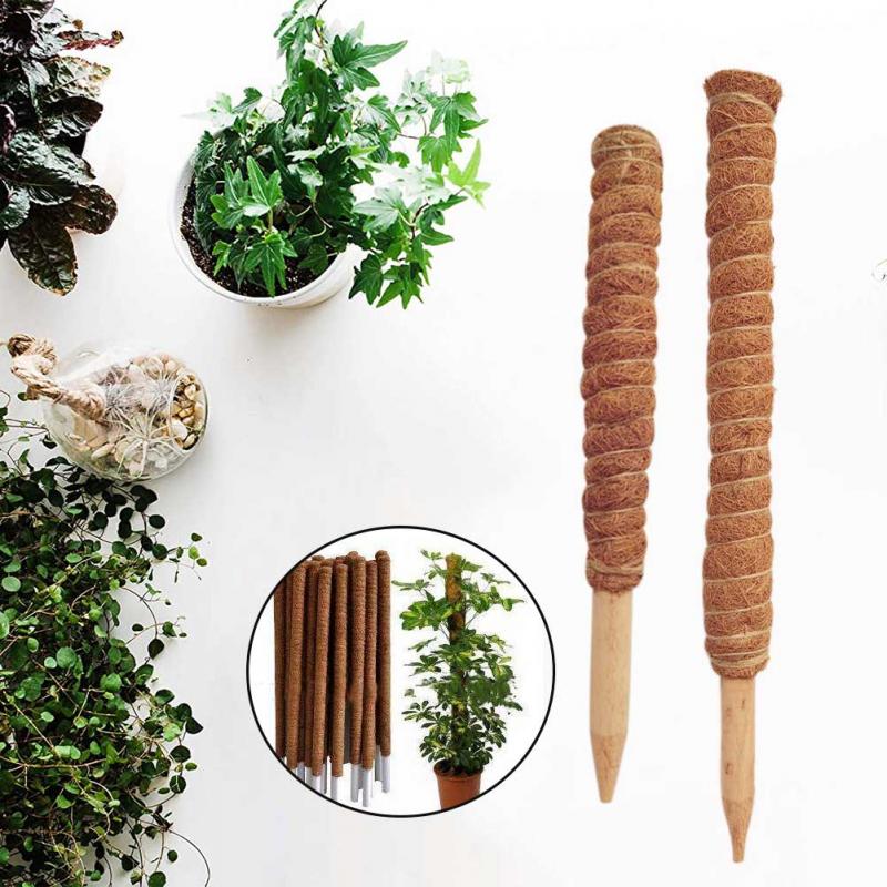 เสาต้นมะพร้าวสำหรับพืชเลื้อยขน - Sphagnum Moss Dry บทวิจารณ์และราคา