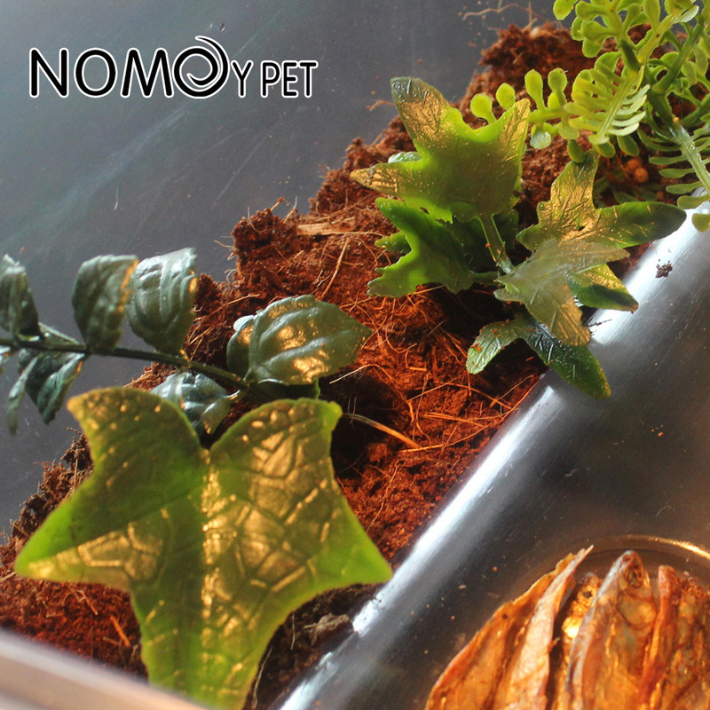 วัสดุรองพื้นสำหรับสัตว์เลื้อยค - Sphagnum Moss Dry บทวิจารณ์และราคา