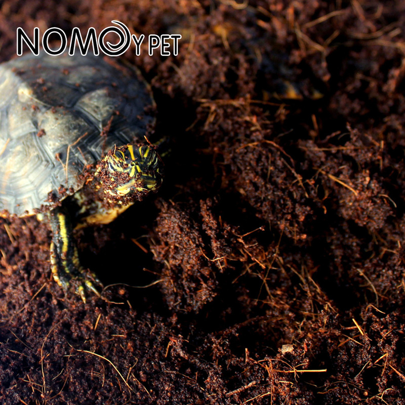 วัสดุรองพื้นสำหรับสัตว์เลื้อยค - Sphagnum Moss Dry บทวิจารณ์และราคา