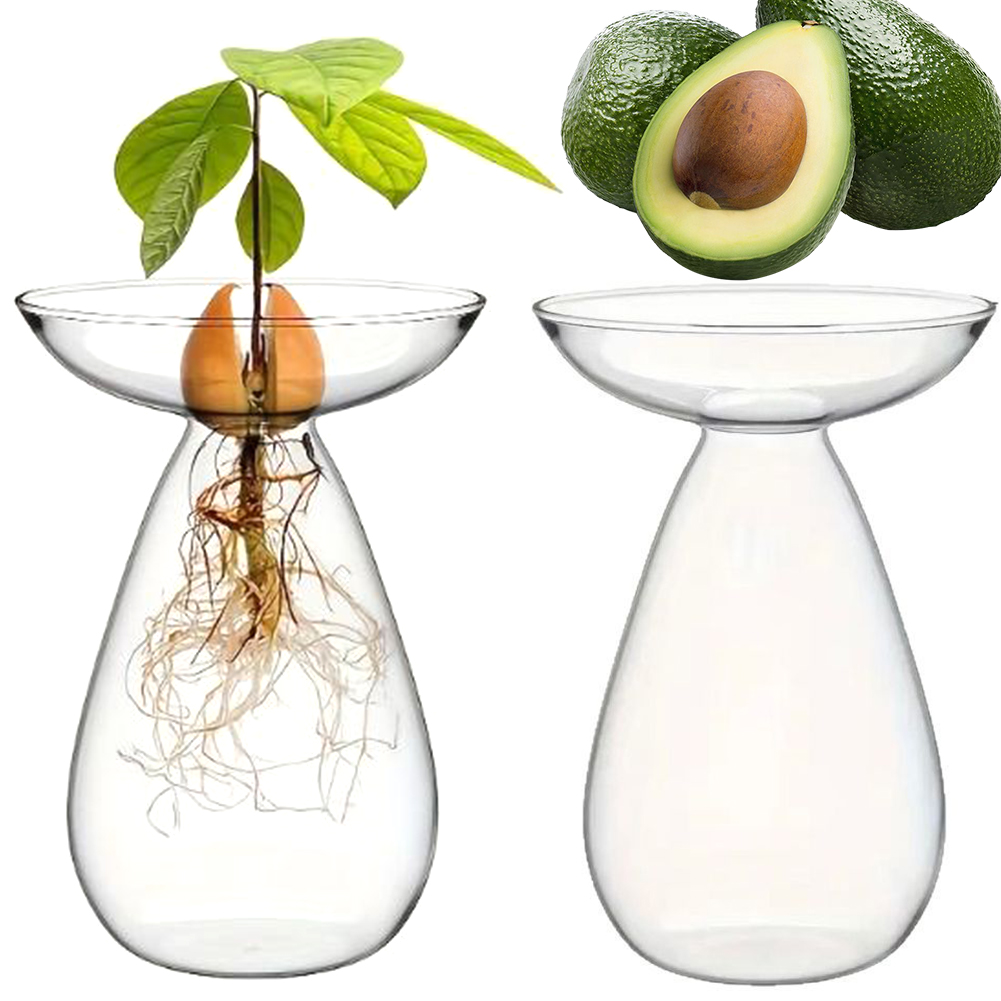 แจกันเพาะเมล็ดอะโวคาโดแบบใส สถ - Propagation Station Vase บทวิจารณ์และราคา
